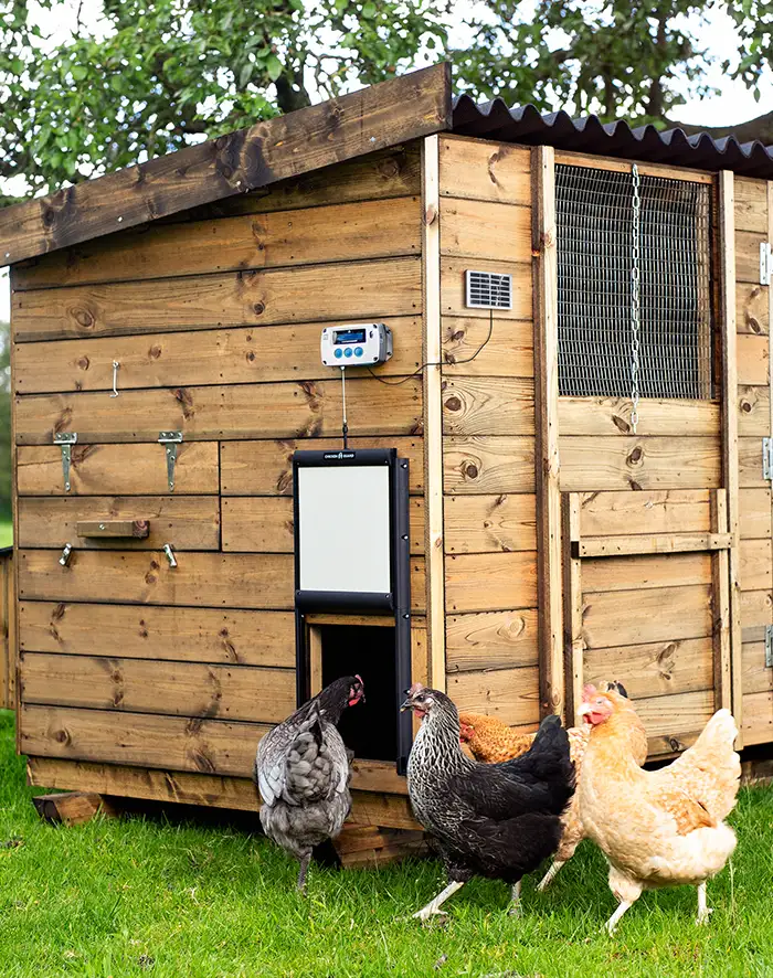 automatic-chicken-door-solar.webp