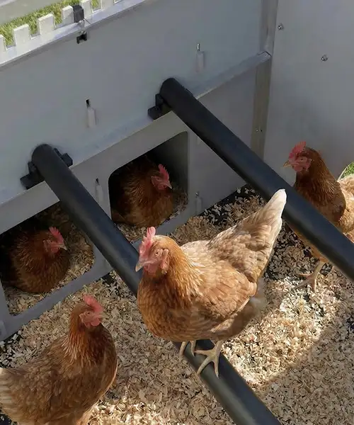 chickenguard_coop_loop1