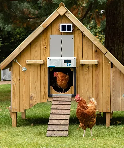 ChickenGuard_coop_ideas1