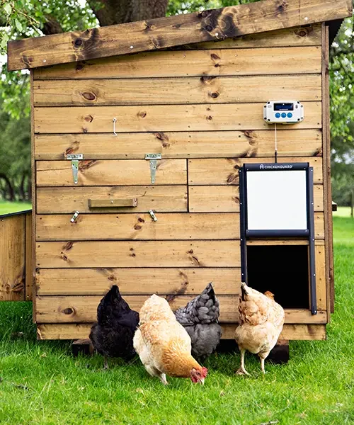 ChickenGuard_coop_ideas5